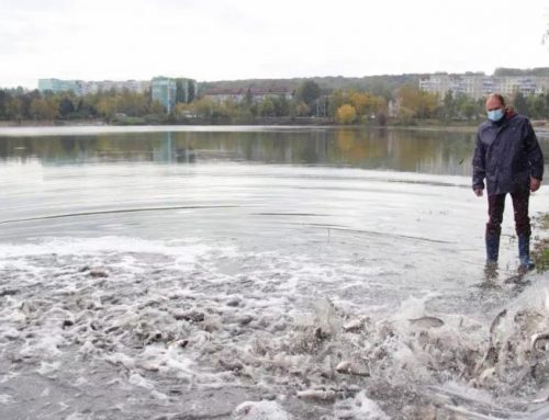 Lacul din parcul „La Izvor” s-a îmbogățit cu mai mult pește (VIDEO)