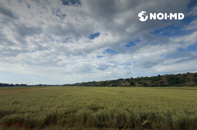 În VioPark crește secară primară cu o înălțime mai mare decît cea a unui om